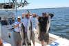 Plum Island striped bass